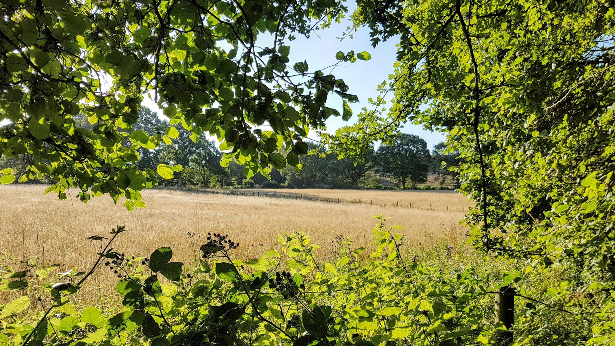 What is ‘Rewilding’ and why is it important?